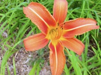 An orange daylily.